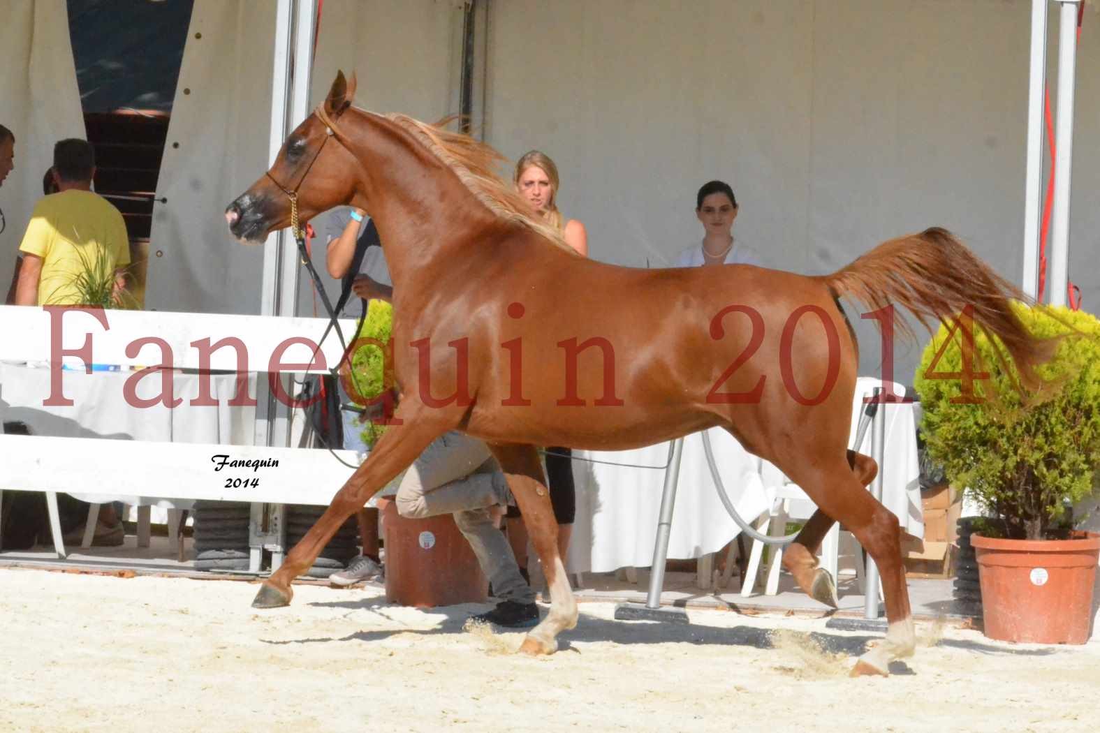 Concours National de Nîmes de chevaux ARABES 2014 - Notre Sélection - MASSAI DE BARREL - 06