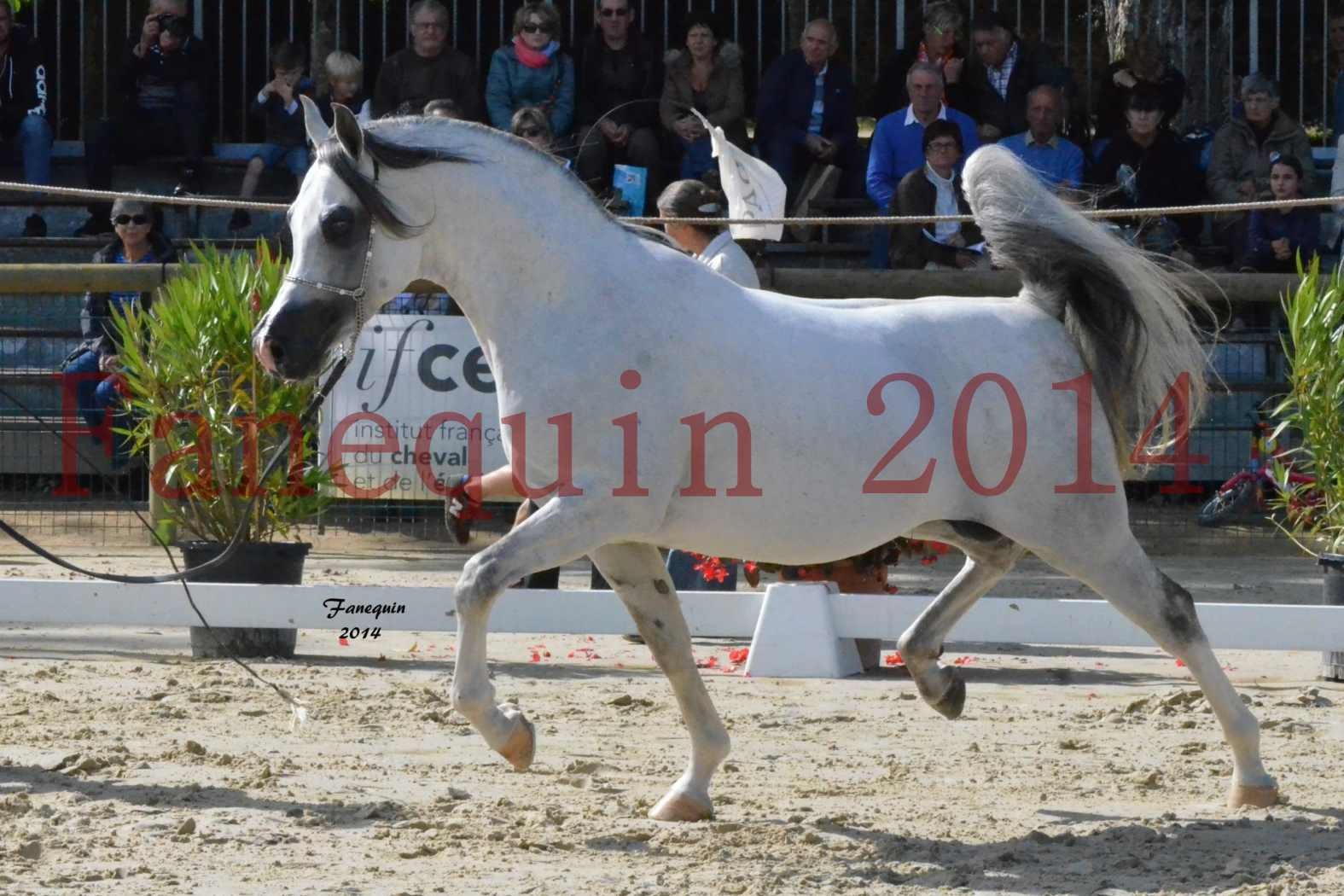 CHAMPIONNAT DE FRANCE  2014 A POMPADOUR - Notre Sélection - SHAOLIN DE NEDJAIA - 12