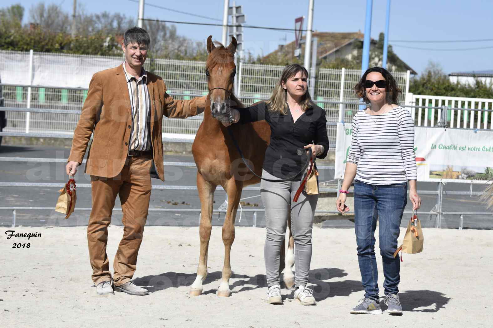 Concours d'élevage de Chevaux Arabes - D S A - A A - ALBI les 6 & 7 Avril 2018 - MARCUS DE LAFON - Notre Sélection - 6