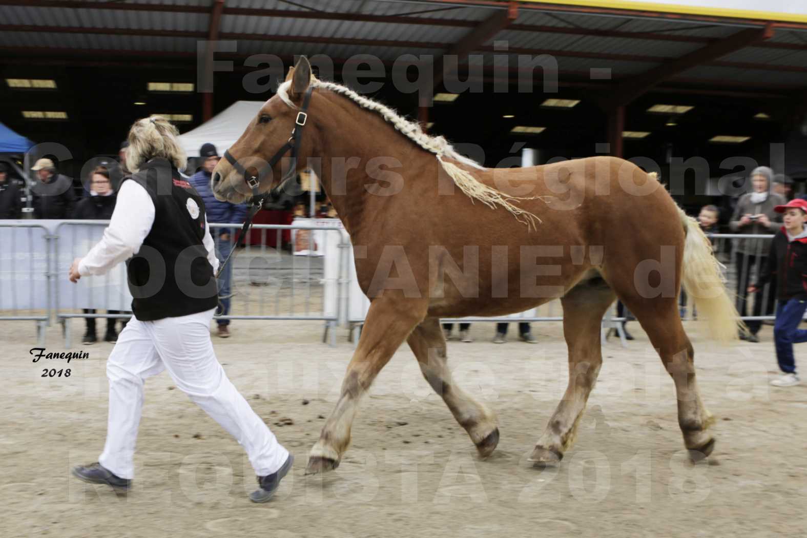 Concours Régional "OCCITANIE" de Chevaux de Traits à REQUISTA en 2018 - GASPARINE 3 - 3