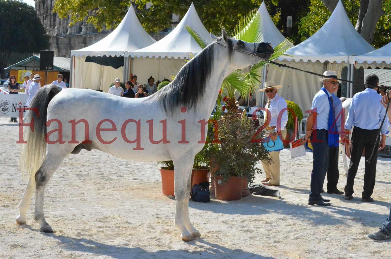 Concours National de Nîmes de chevaux ARABES 2014 - Championnat - SHAOLIN DE NEDJAIA - 40