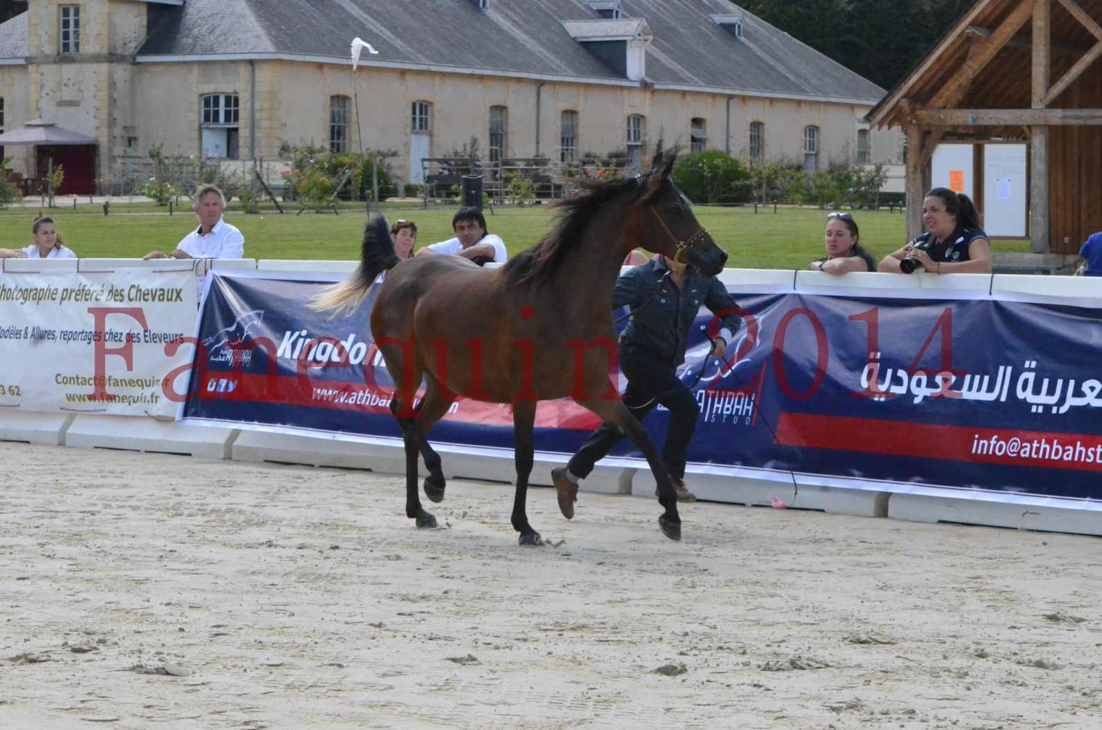 Championnat de FRANCE 2014 - Amateurs - KAL'ELLE D'ELHORIA - 03