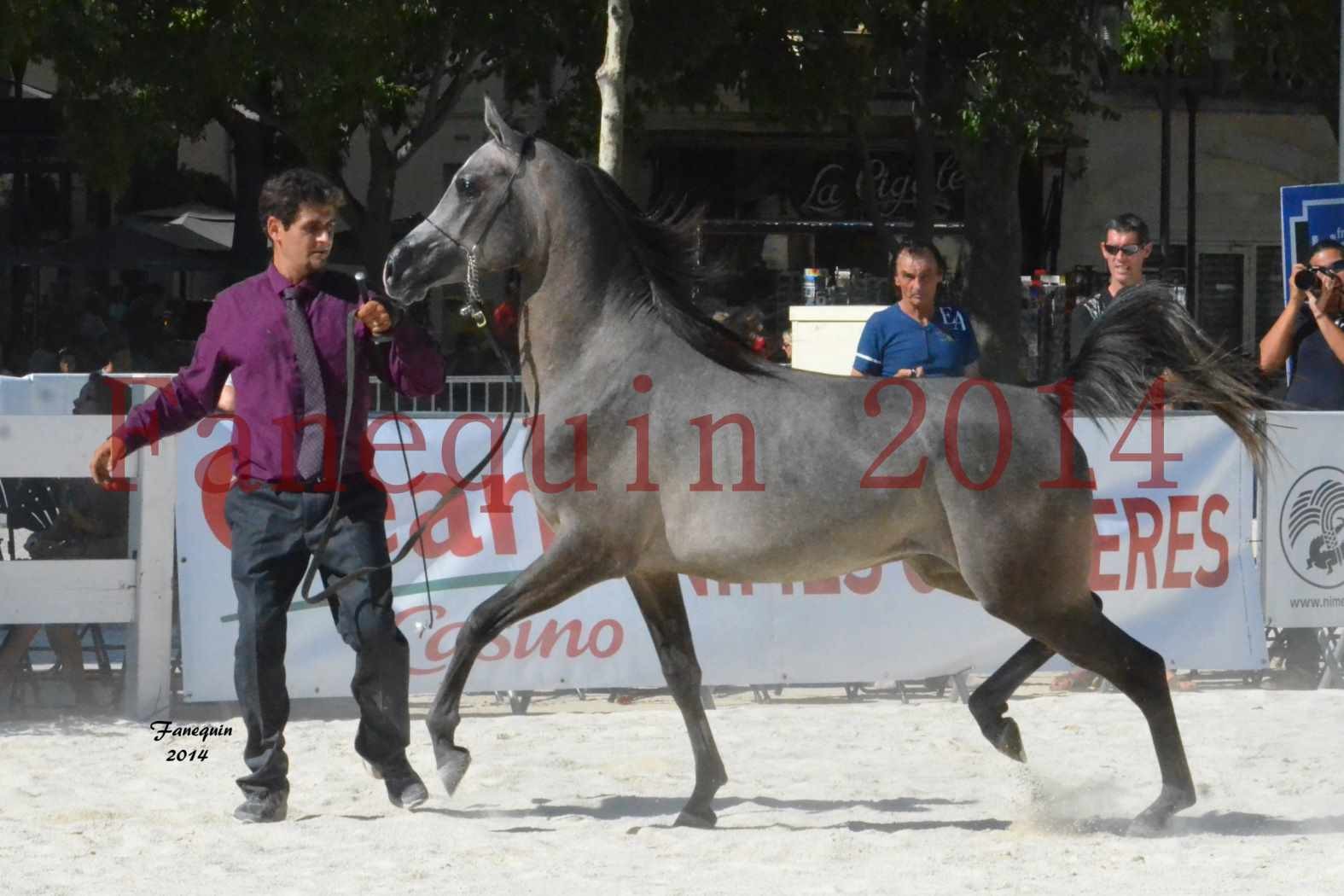 Concours National de Nîmes de chevaux ARABES 2014 - Notre Sélection - JOSEPH'S BOUZIOLS - 16