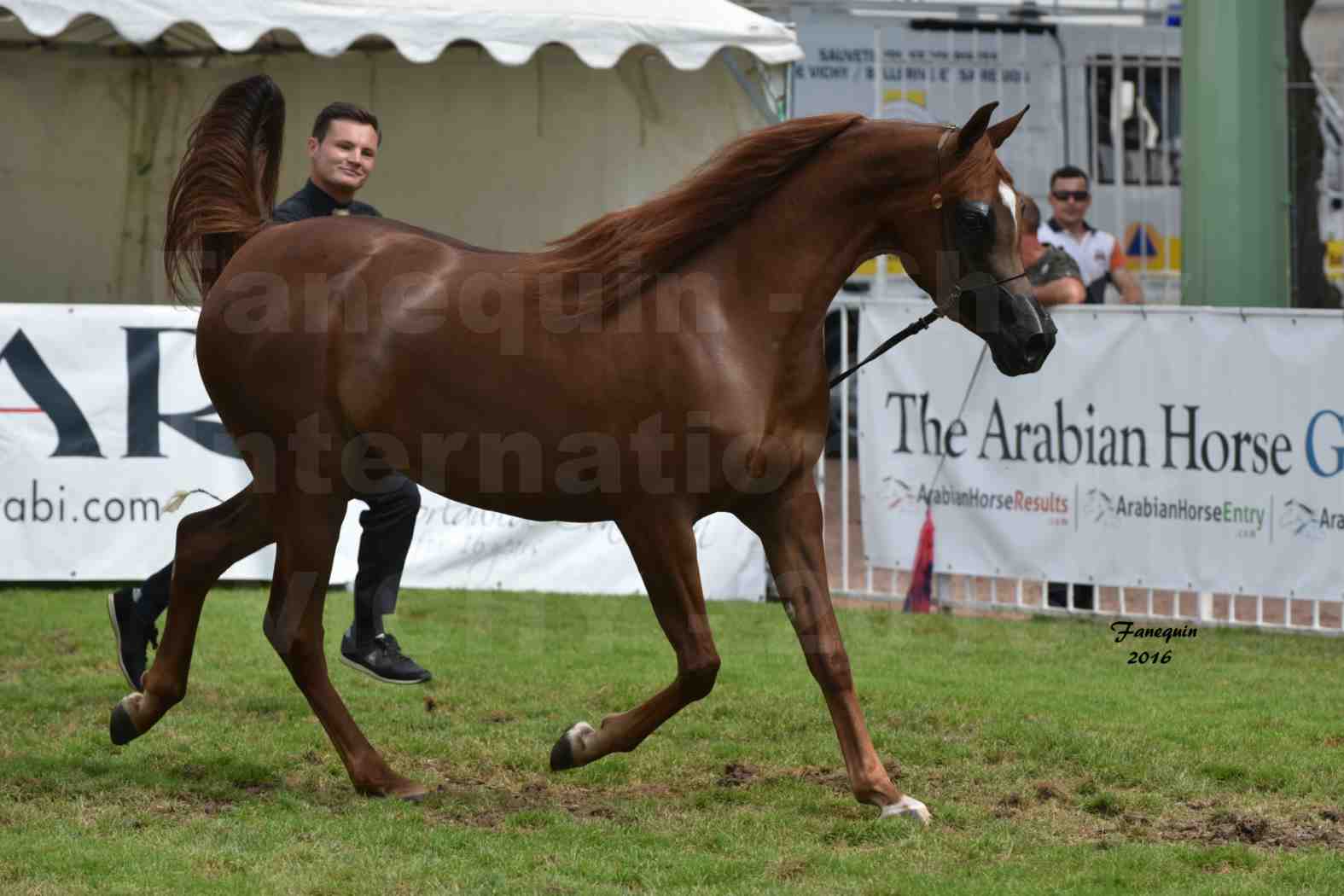 International Arabian Horse Show B de VICHY 2016 - PEARL DE DJOON - Notre Sélection - 24
