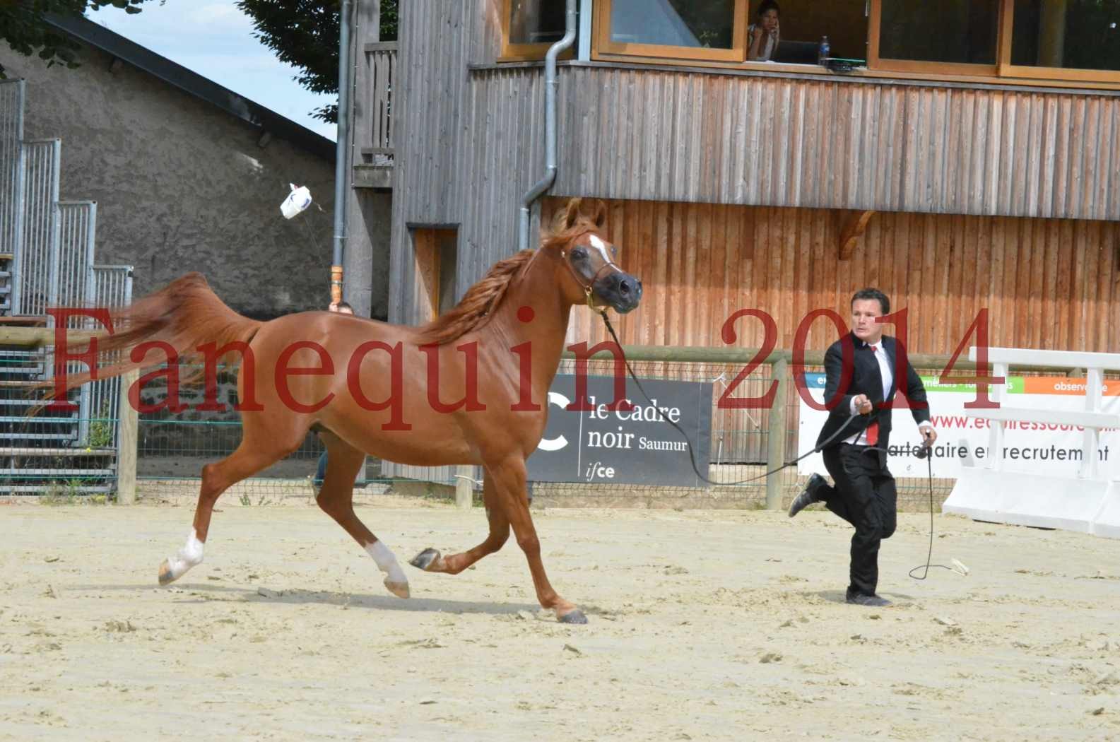 ﻿CHAMPIONNAT DE FRANCE 2014 A POMPADOUR - Championnat - KINSHASA JA - 40