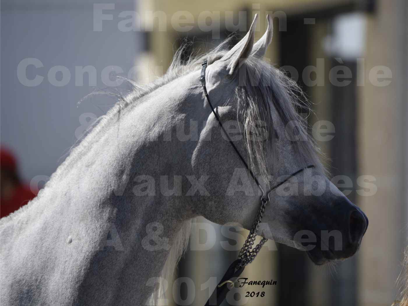 Concours d'élevage de Chevaux Arabes - Demi Sang Arabes - Anglo Arabes - ALBI les 6 & 7 Avril 2018 - SHAKEEL DE LAFON - Notre Sélection - Portraits - 1