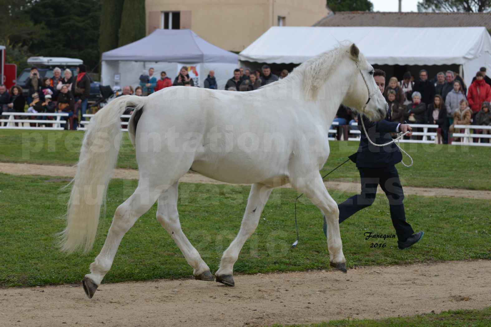 Présentation d’Étalons aux Haras d'UZES en 2016 - Présentation en longe - UTOPY - 5