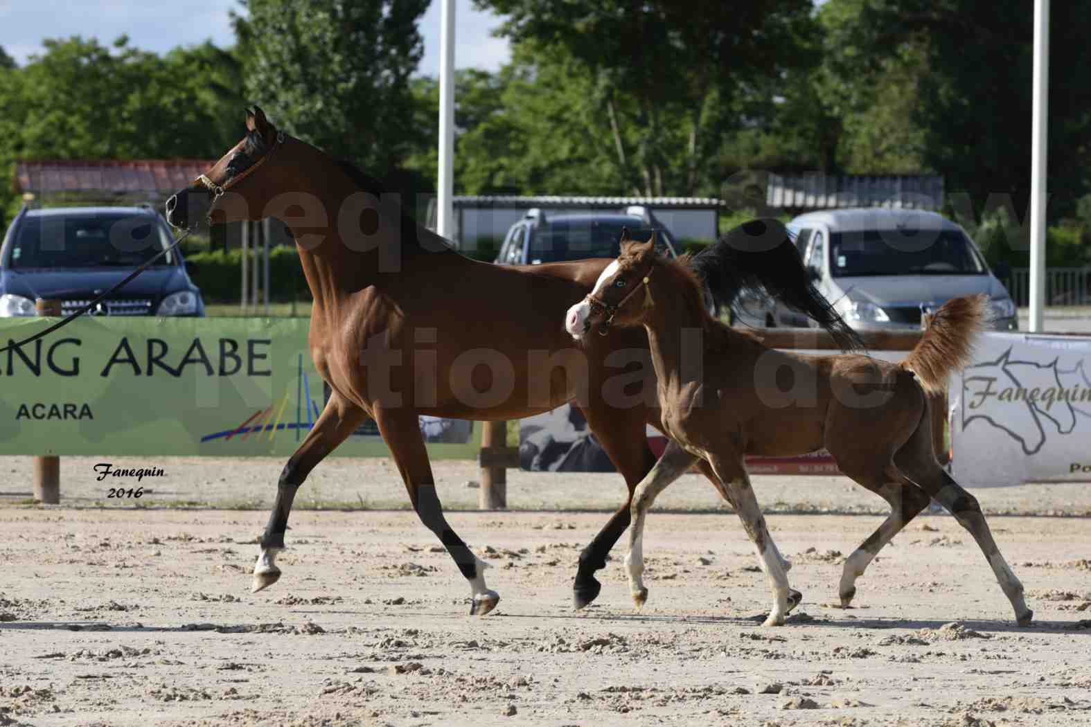 Show National de CHAZEY sur AIN - 2 & 3 juillet 2016 - KARIMA EL ARABI