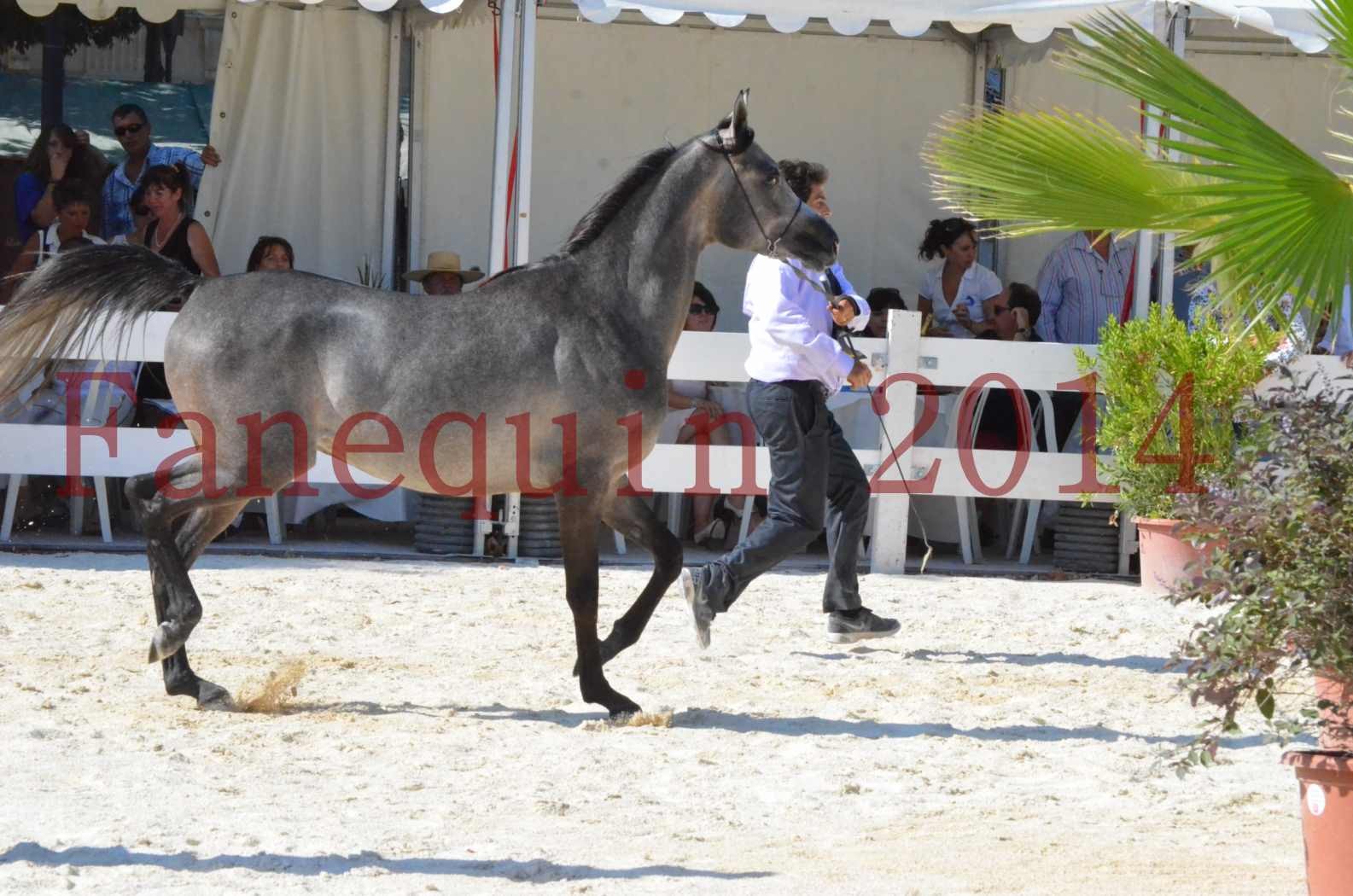 Concours National de Nîmes de chevaux ARABES 2014 - Championnat - JOSEPH'S BOUZIOLS - C 06