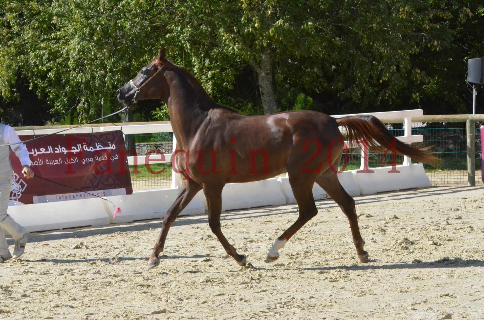 Championnat de FRANCE 2014 - Amateurs - LAMAL - 46