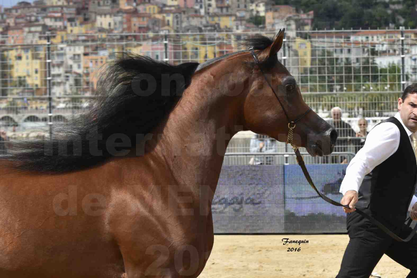 Championnat du pur-sang arabe de la Méditerranée et des pays arabes - MENTON 2016 - GALLARDO J - Notre Sélection - Portraits - 1