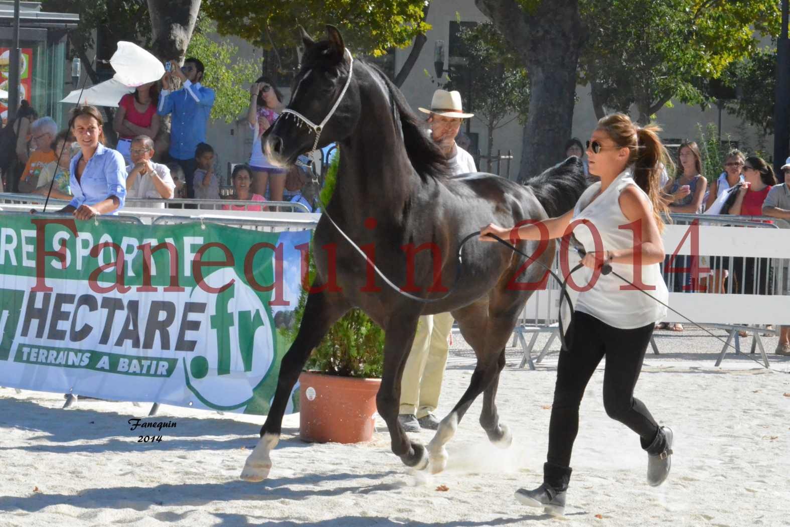 Concours National de Nîmes de chevaux ARABES 2014 - Notre Sélection - BALTYK DE CHAUMONT - 1