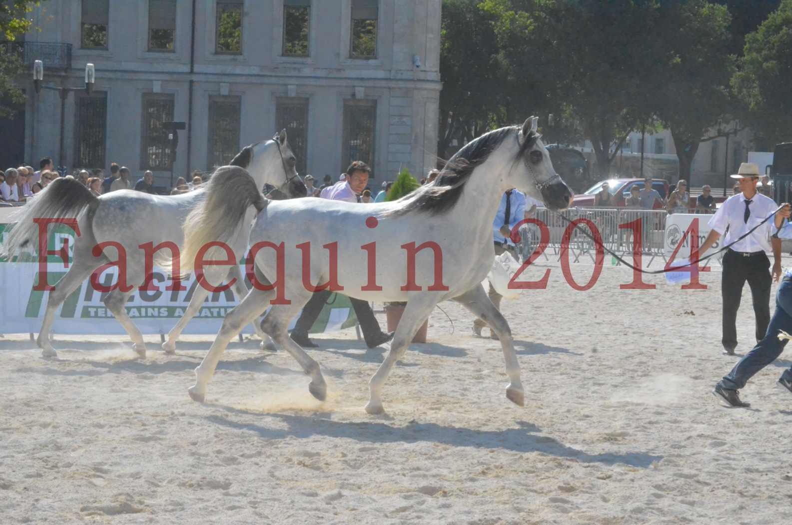 Concours National de Nîmes de chevaux ARABES 2014 - Championnat - SHAOLIN DE NEDJAIA - 07