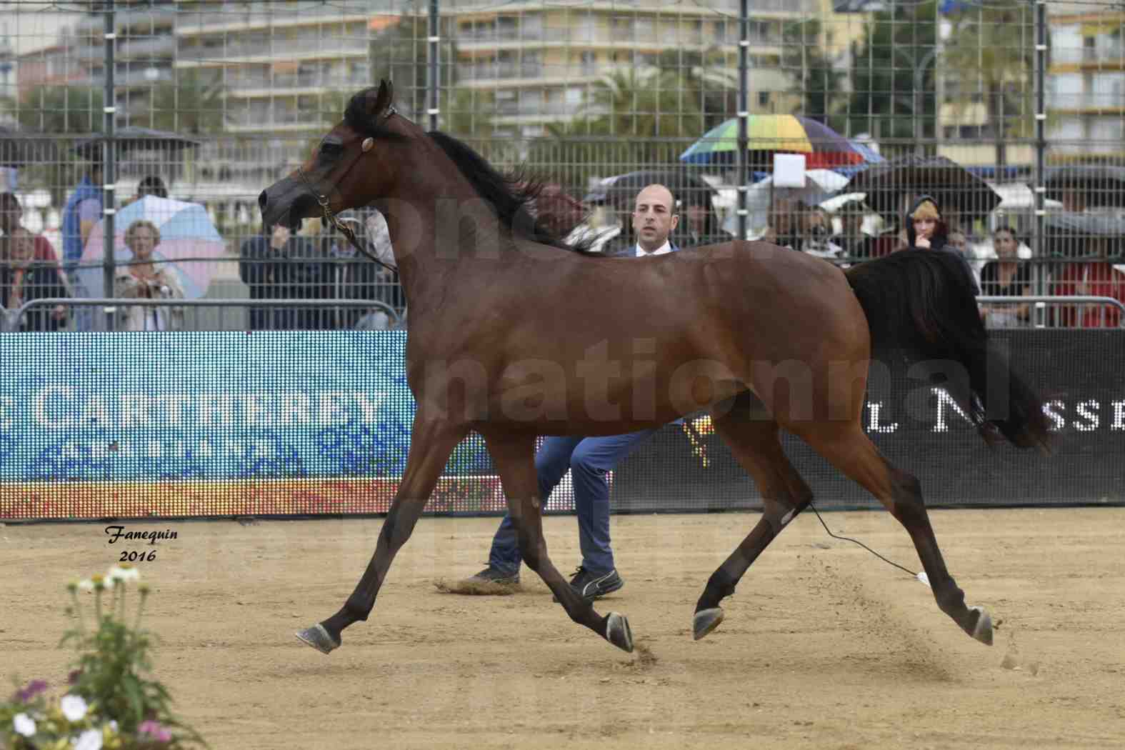 Championnat du pur-sang arabe de la Méditerranée et des pays arabes - MENTON 2016 - SULTANAT AL SHAQAB - Notre Sélection - 4