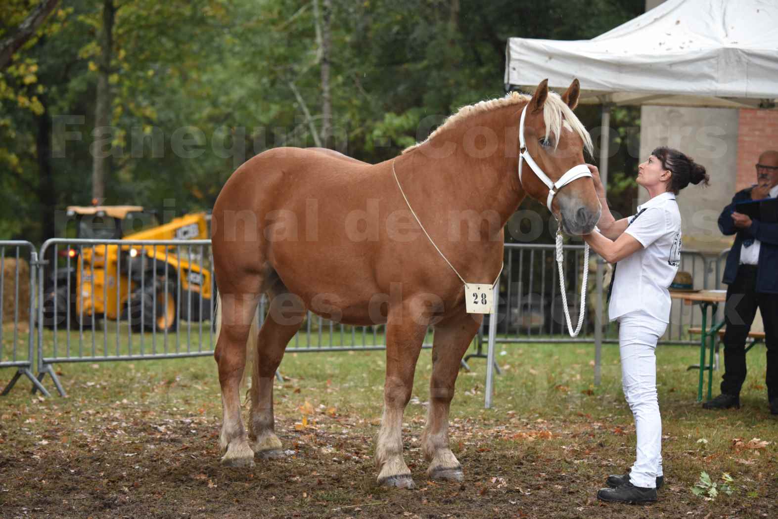 Concours Régional de chevaux de traits en 2017 - Trait COMTOIS - ETOILE 90 - 06