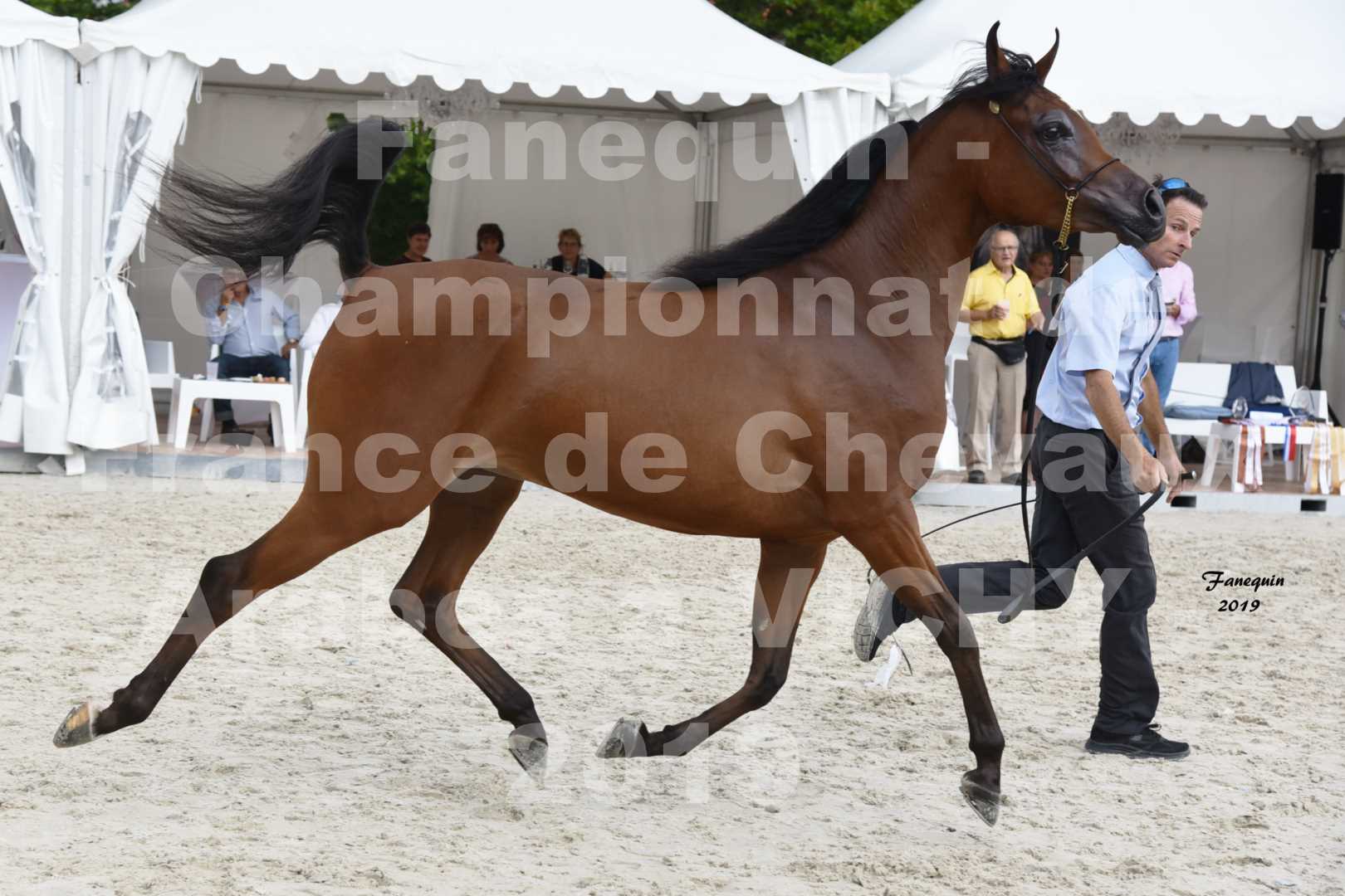 Championnat de France des chevaux Arabes en 2019 à VICHY - MADONNA J - 5