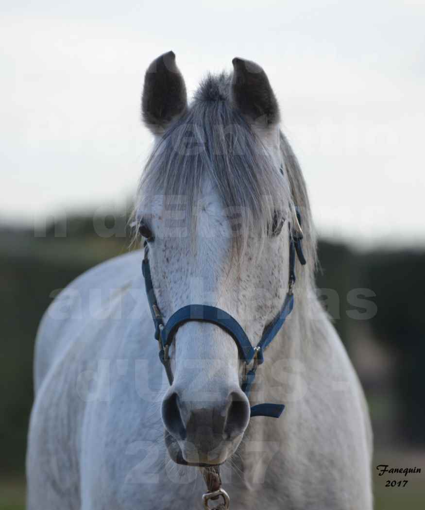 Présentation d’Étalons aux Haras d'UZES - Portraits - ZA'IM AL HFIFA - 1