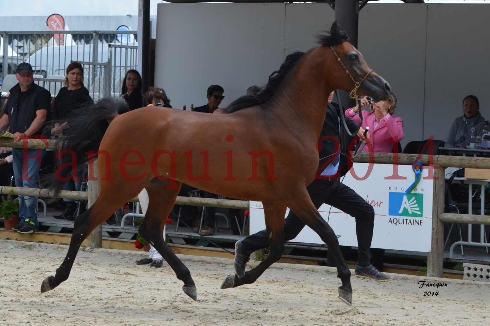 Show International de Chevaux ARABES 2014 à BORDEAUX - Notre Sélection - ABSOLUT DE DJOON - 3