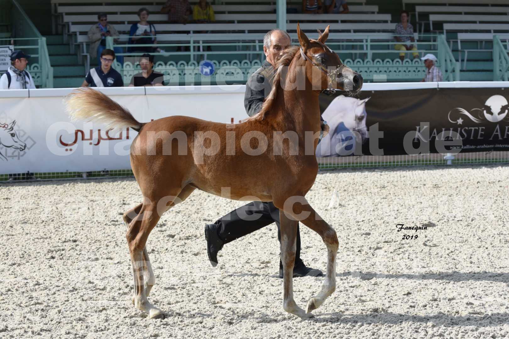 Championnat de France des chevaux Arabes en 2019 à VICHY - SH CYRENE - 3