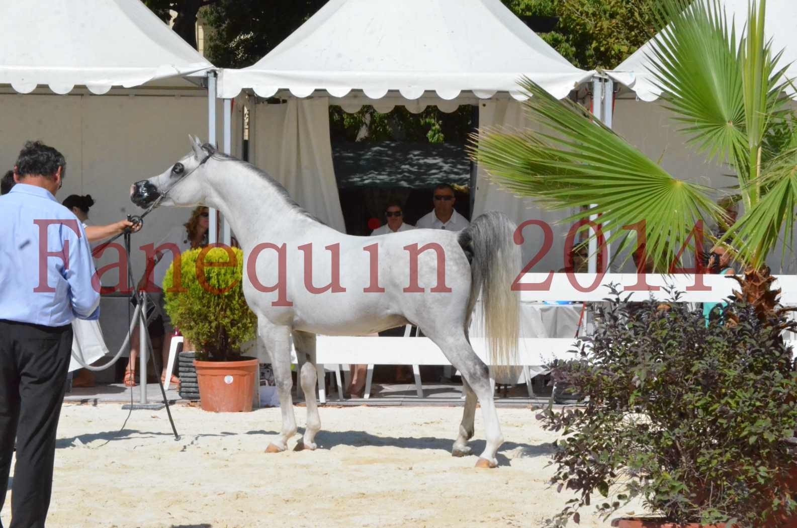 Concours National de Nîmes de chevaux ARABES 2014 - Sélection - SHAOLIN DE NEDJAIA - 73