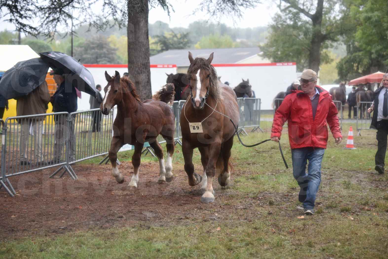 Concours Régional de chevaux de traits en 2017 - Jument Suitée - Trait BRETON - ULA DE BOUXOULIC - 09