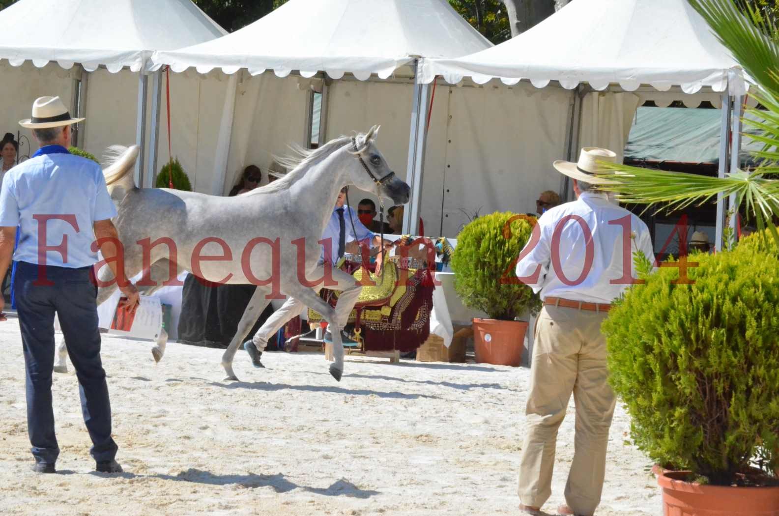 Concours national de Nîmes 2014 - Championnat Femelles Juniors - VOLODIA DE LAFON - 01