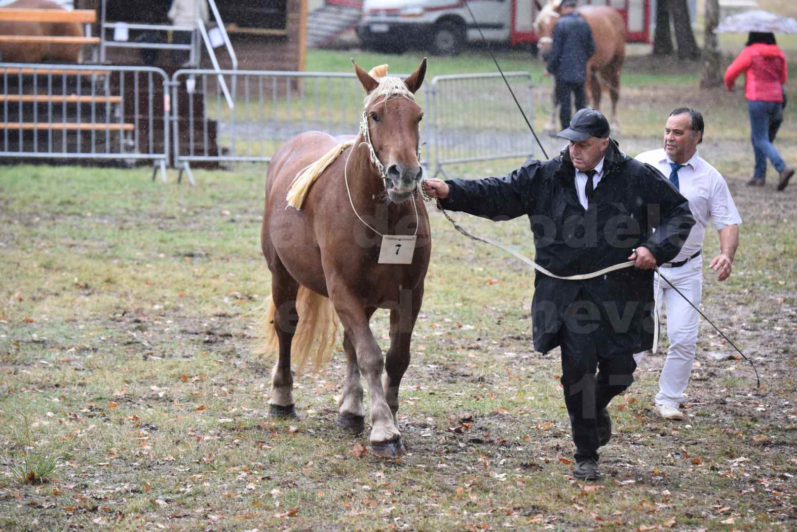 Concours Régional de chevaux de traits en 2017 - Trait COMTOIS - FANNY 61 - 11