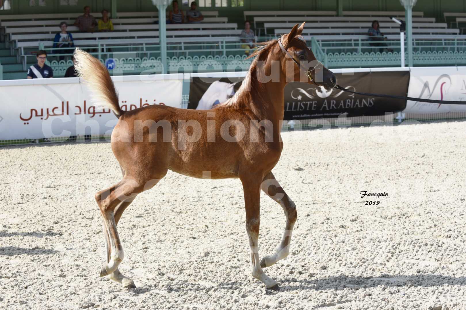 Championnat de France des chevaux Arabes en 2019 à VICHY - SH CYRENE - 1