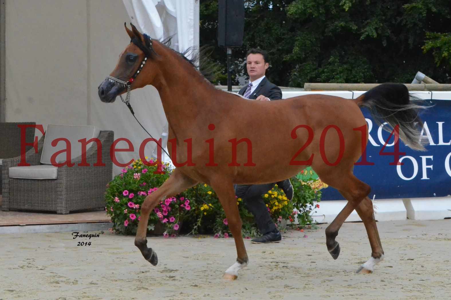 Championnat de FRANCE 2014 à POMPADOUR - Médaille de Bronze - pouliches de 1 an - SHABNAM IBN ASLAL - 08