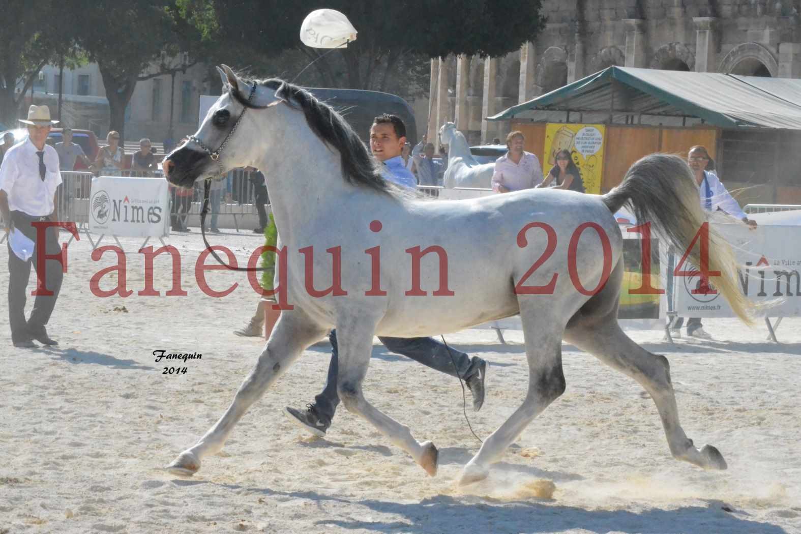 Concours National de Nîmes de chevaux ARABES 2014 - Notre Sélection - SHAOLIN DE NEDJAIA - 22