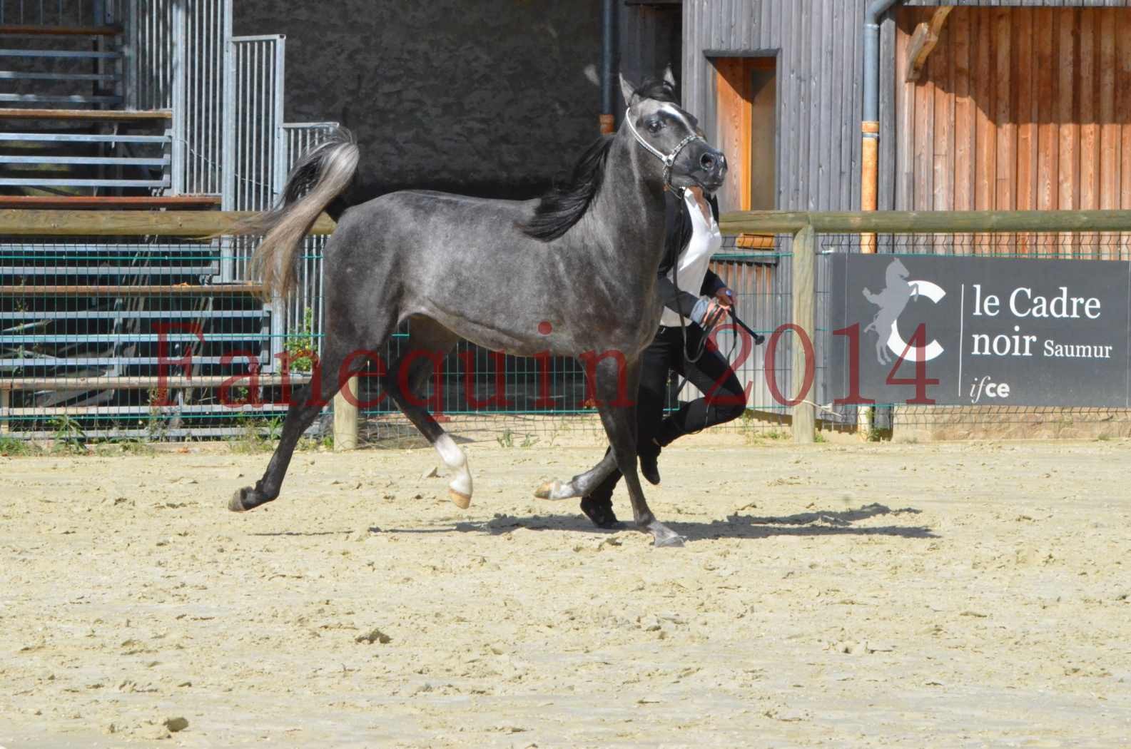 Championnat de FRANCE 2014 - Amateurs - CHTI KAID D'AUBIN - 42