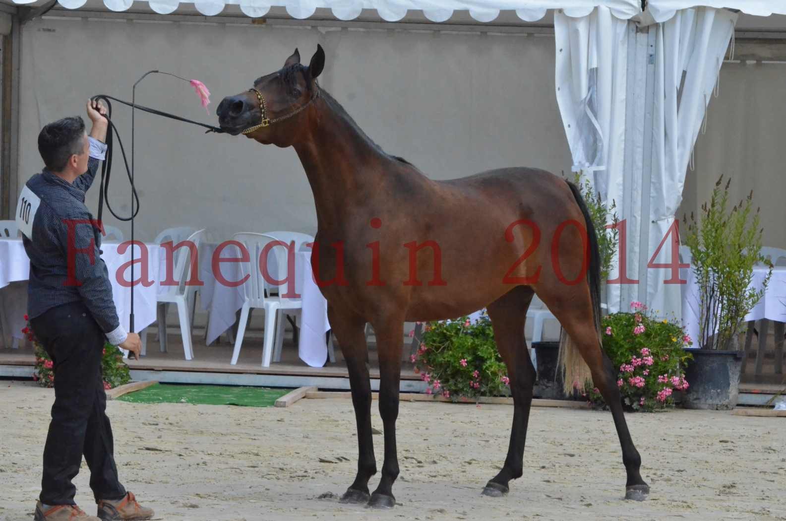 Championnat de FRANCE 2014 - Amateurs - KAL'ELLE D'ELHORIA - 91