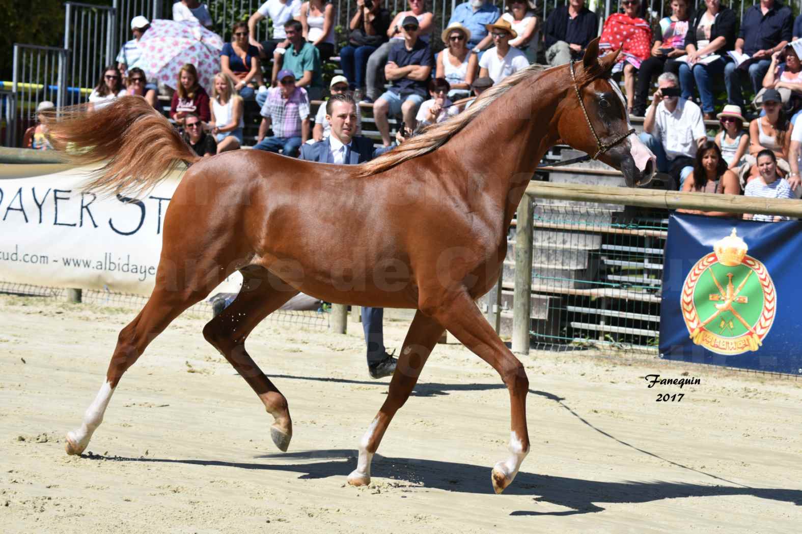 Championnat de France de Chevaux Arabes à Pompadour en 2017 - HAMASAT ALBIDAYER - 5