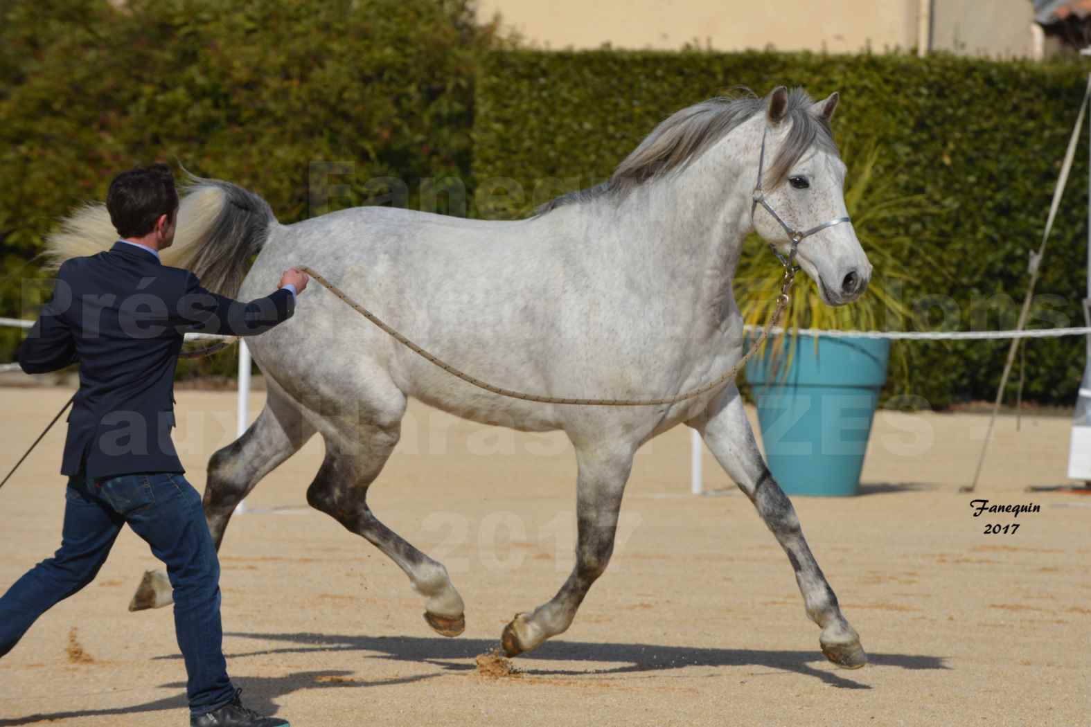 Présentation d’Étalons aux Haras d'UZES - présentation en main - ZA'IM AL HFIFA - 5