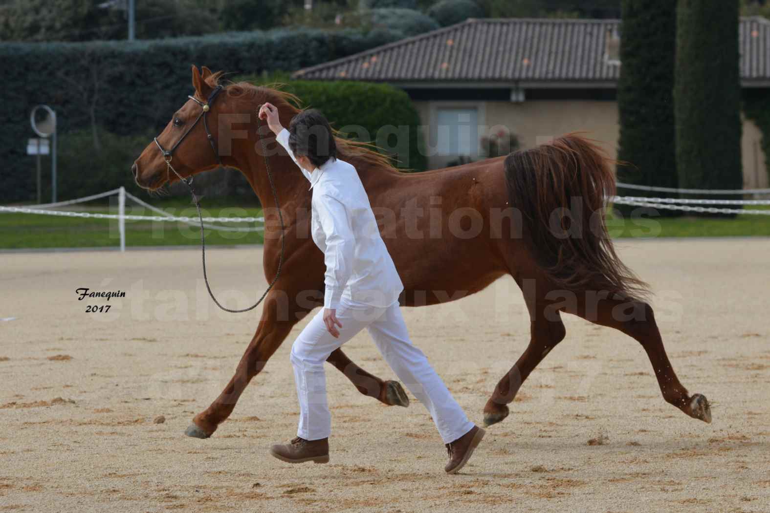 Présentation d’Étalons aux Haras d'UZES 2017 - RELZOUK DES BARAQUES - 3