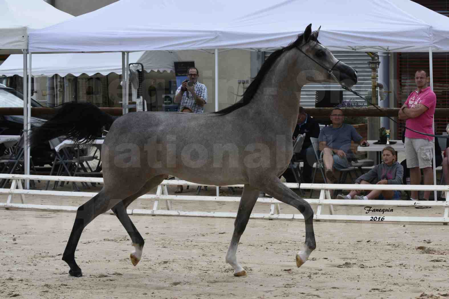 Show national de chevaux arabes de CHAZEY sur AIN 6 HAÏFA AL ADEYAT - 2