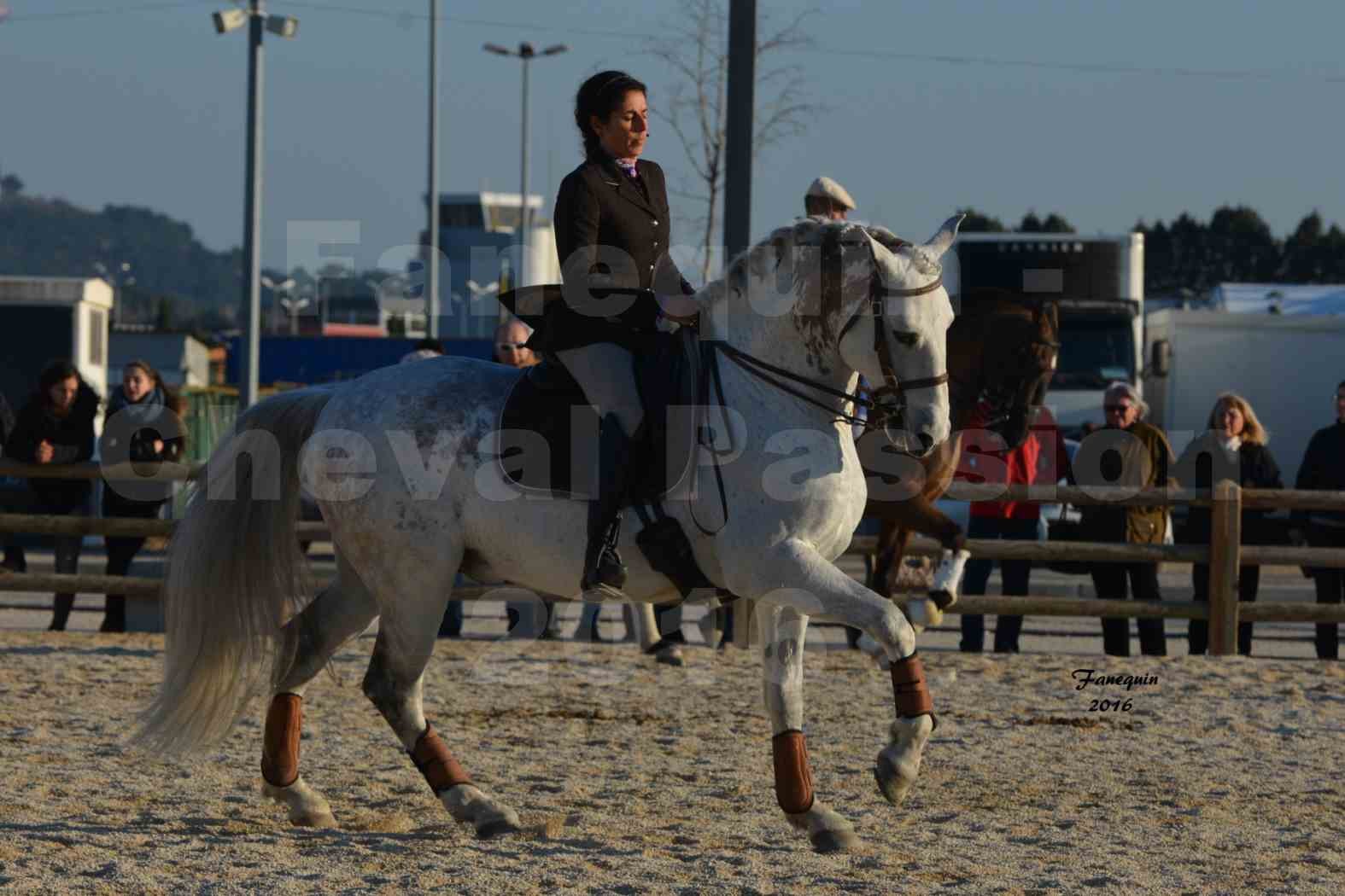 Cheval Passion 2016 - Présentation des LUSITANIENS - Échauffement extérieur -  2