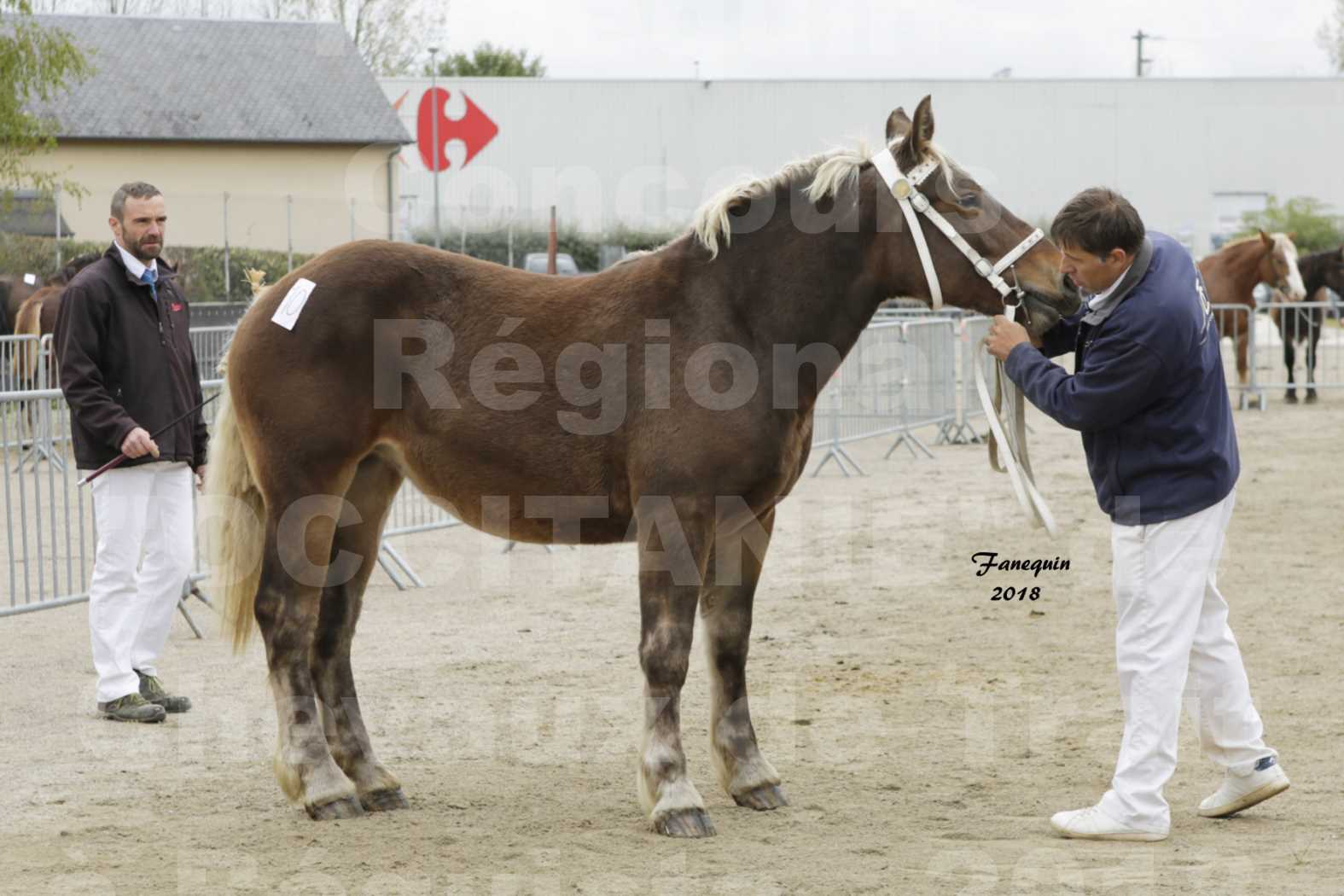 Concours Régional "OCCITANIE" de Chevaux de Traits à REQUISTA en 2018 - HINDY DES RAYNAUDS - 3