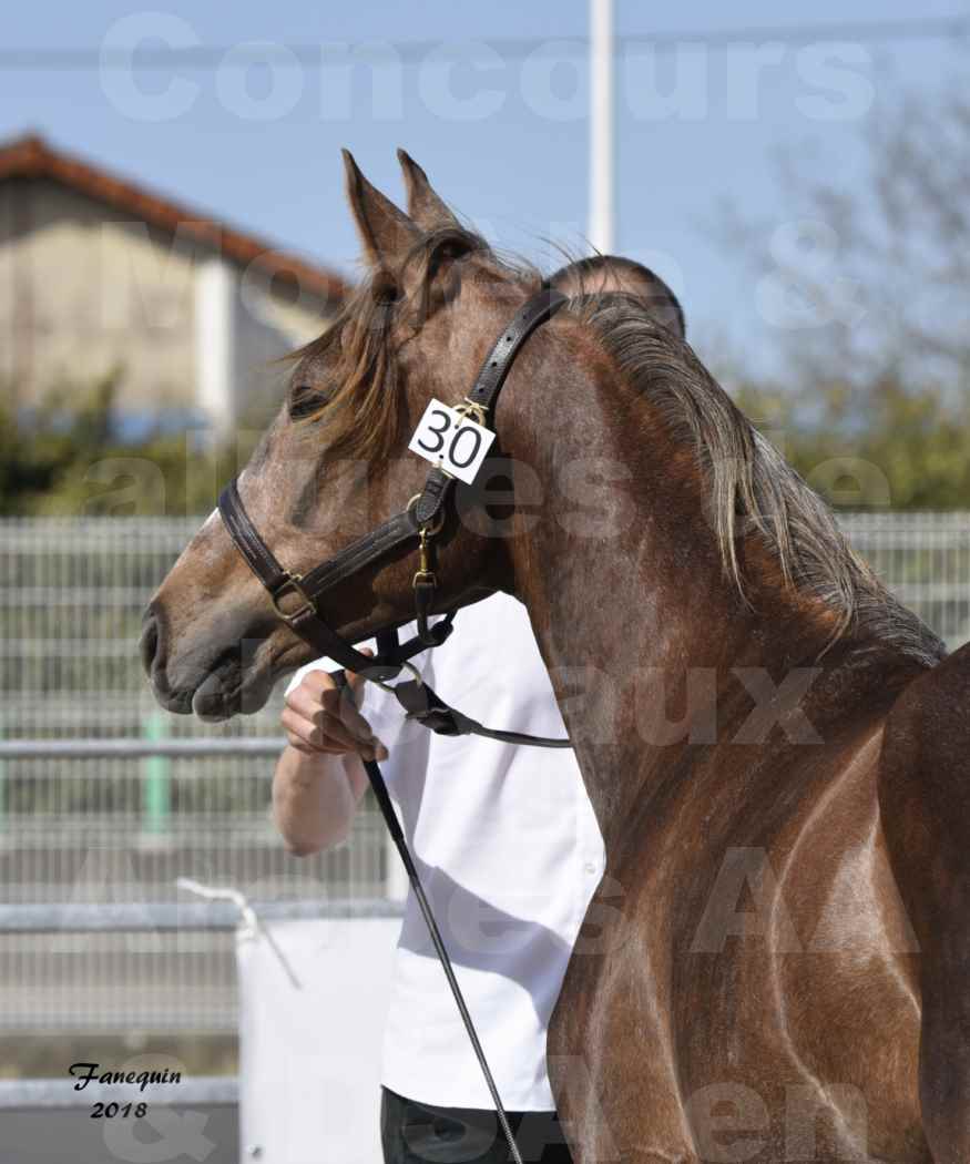 Concours d'élevage de Chevaux Arabes - D S A - A A - ALBI les 6 & 7 Avril 2018 - DJAHM AL MOUNJOYE - Notre Sélection - Portraits - 1