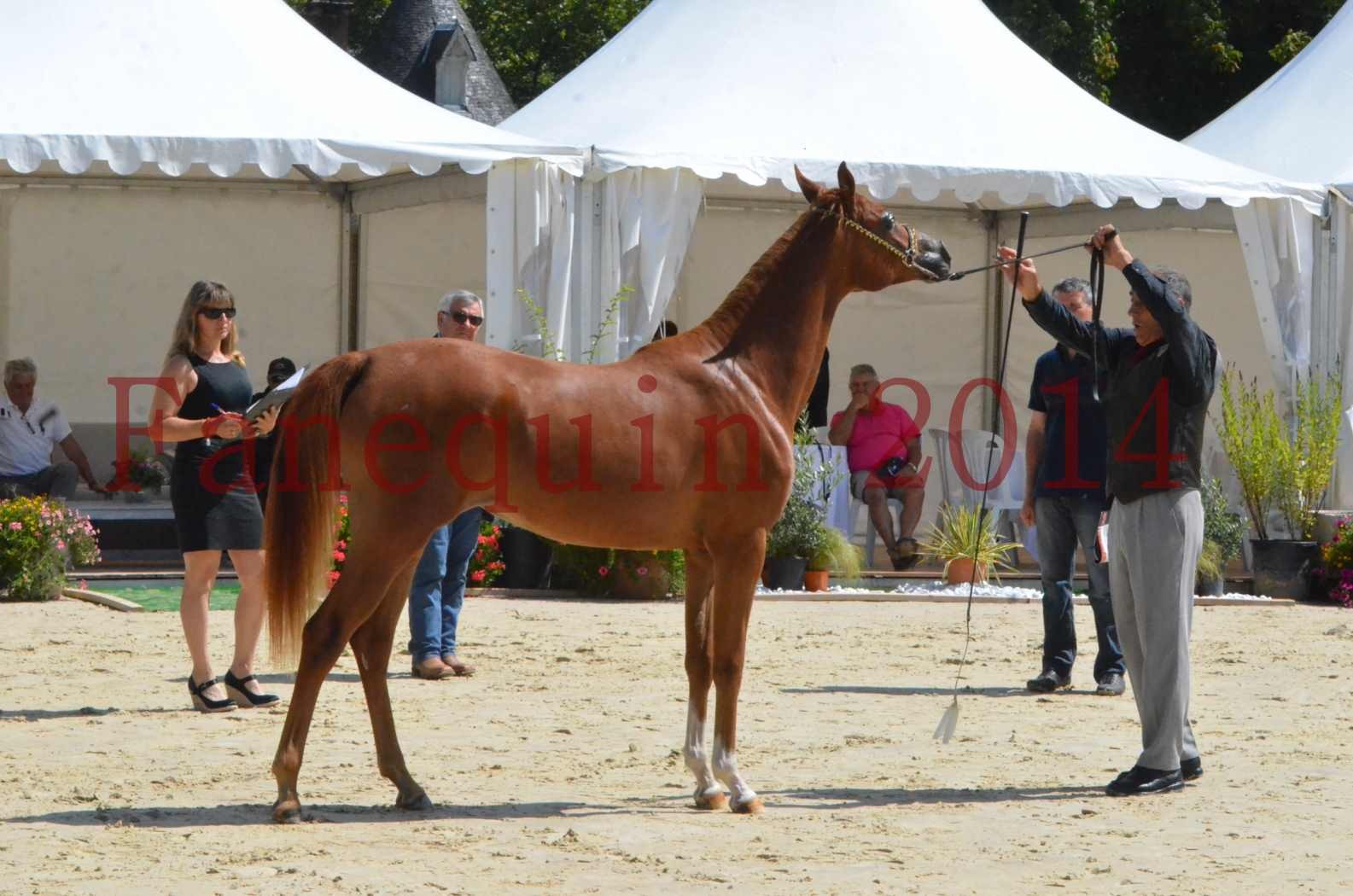 Championnat de FRANCE 2014 - Amateurs - SH CALLAS BINT ARMANI - 44