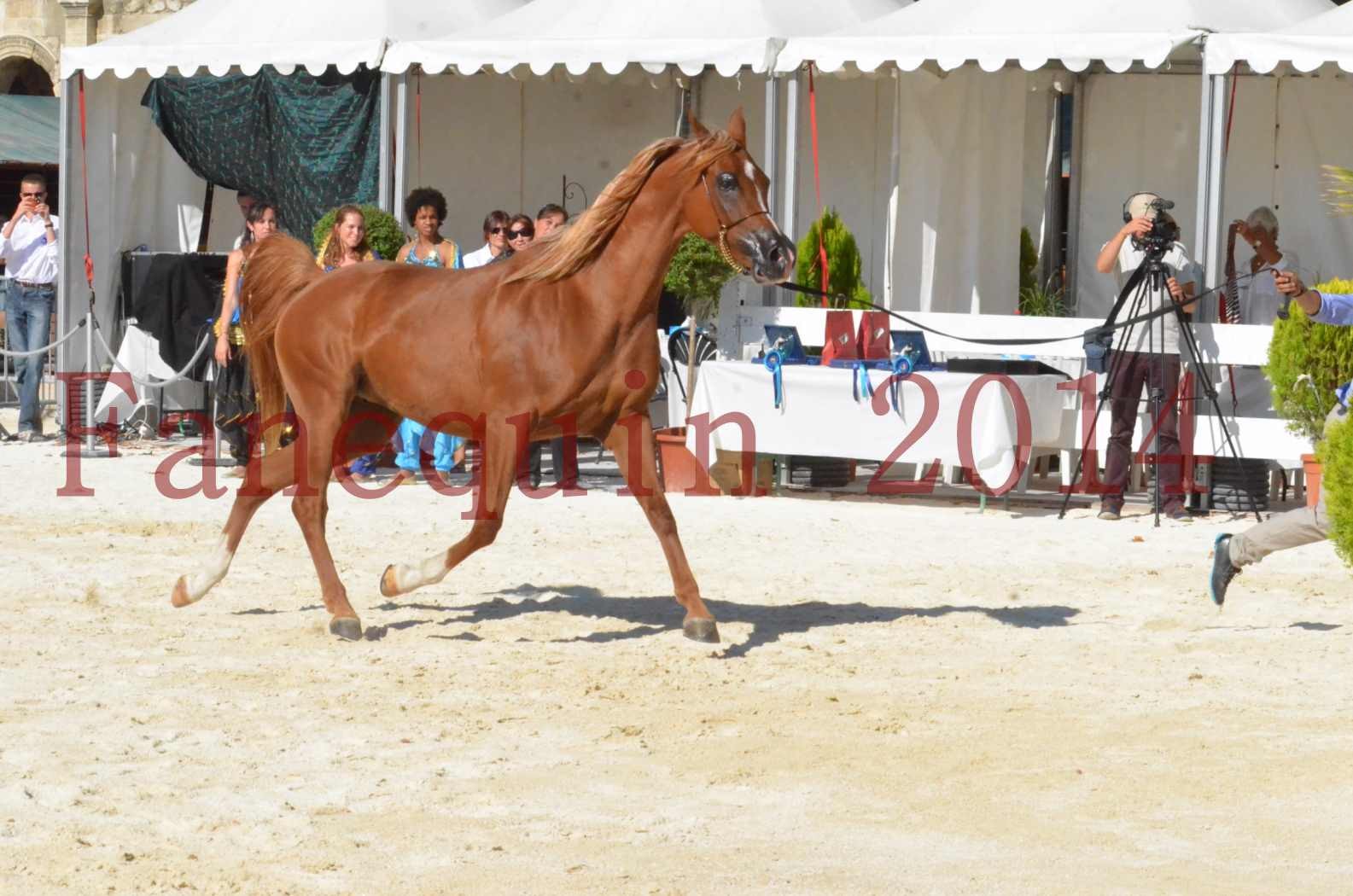 Concours National de Nîmes de chevaux ARABES 2014 - Championnat - MASSAI DE BARREL - 77