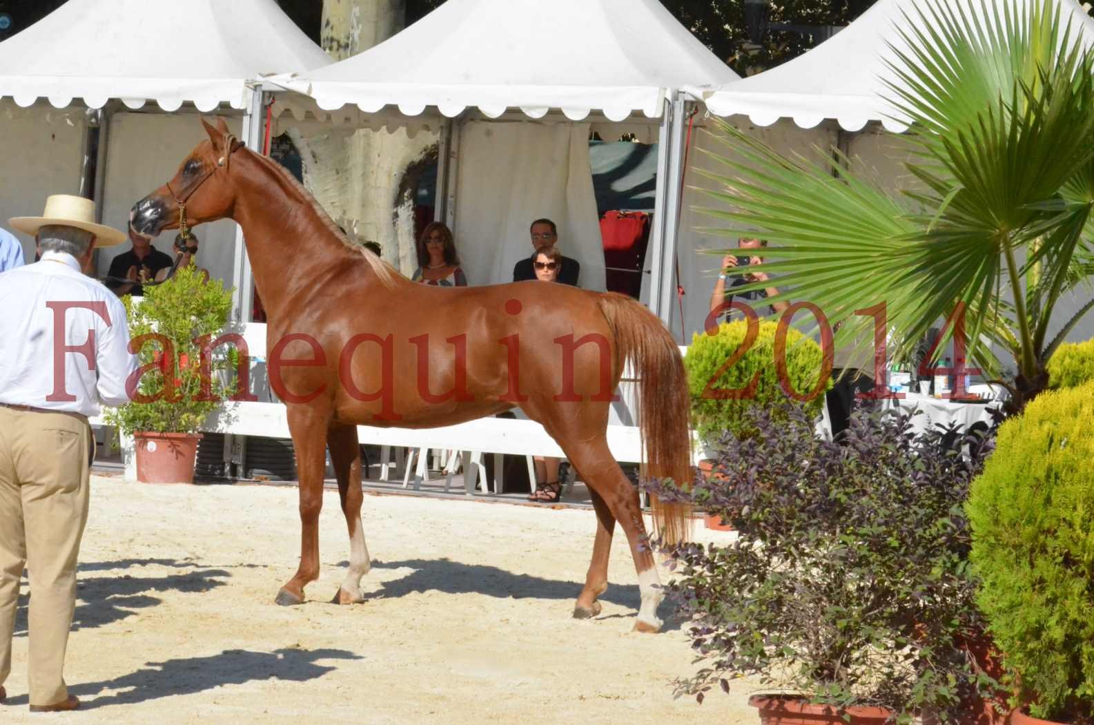 Concours National de Nîmes de chevaux ARABES 2014 - Championnat - MASSAI DE BARREL - 83