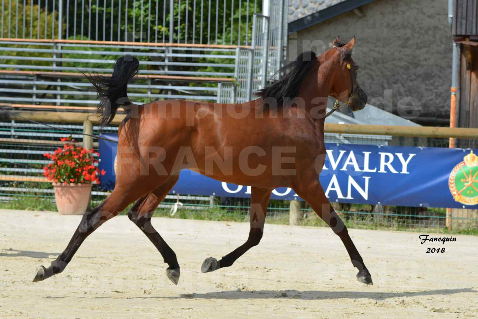 Championnat de FRANCE de chevaux Arabes à Pompadour en 2018 - LAZEEZ AL SHAHANIA - 12