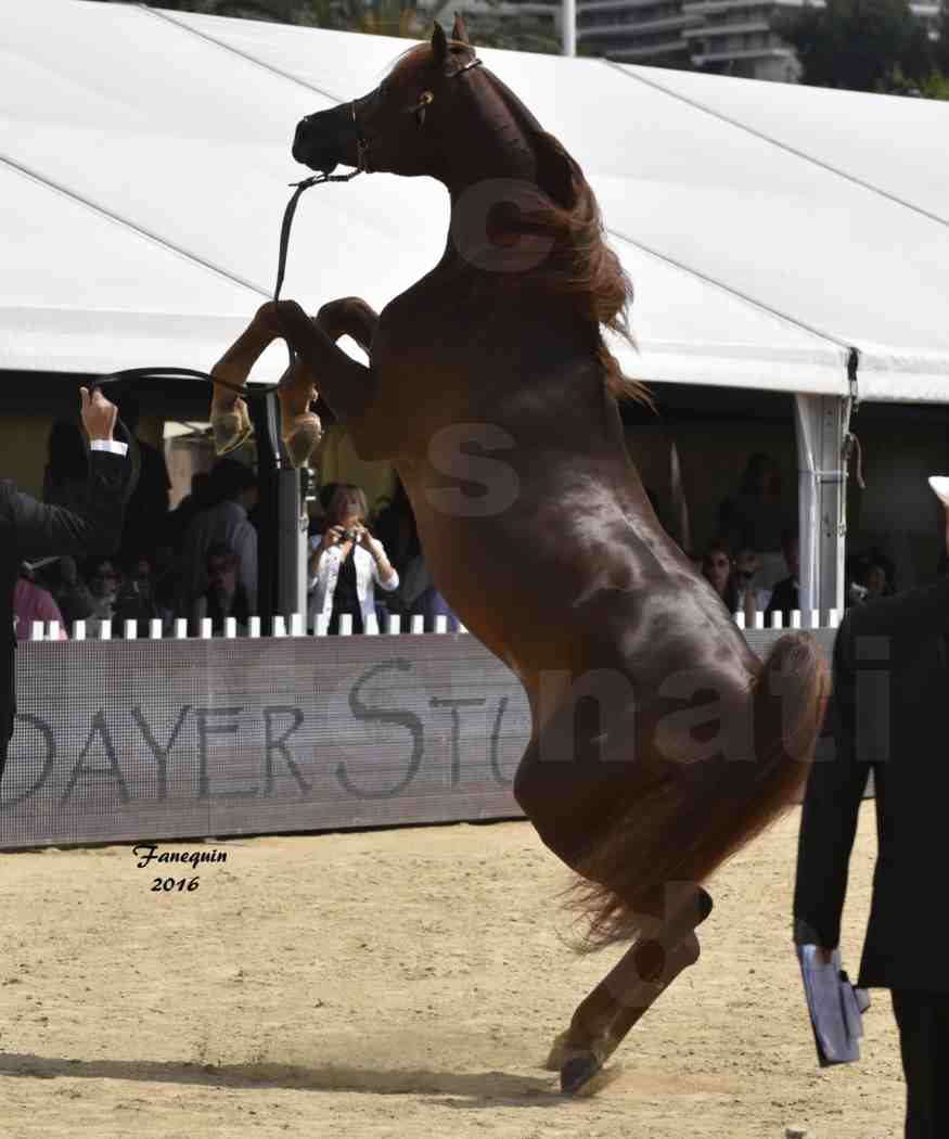 Championnat du pur-sang arabe de la Méditerranée et des pays arabes - MENTON 2016 - FAKHR AL KHALEDIAH - Notre Sélection - 13