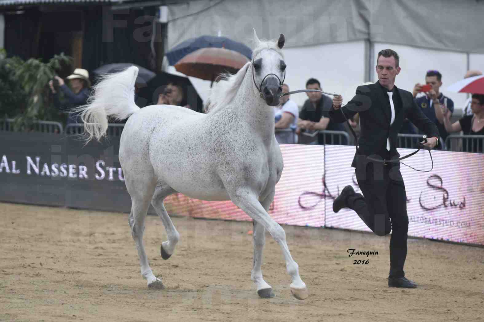 Championnat du pur-sang arabe de la Méditerranée et des pays arabes - MENTON 2016 - MAGIC MA CHERIE - Notre Sélection - 03