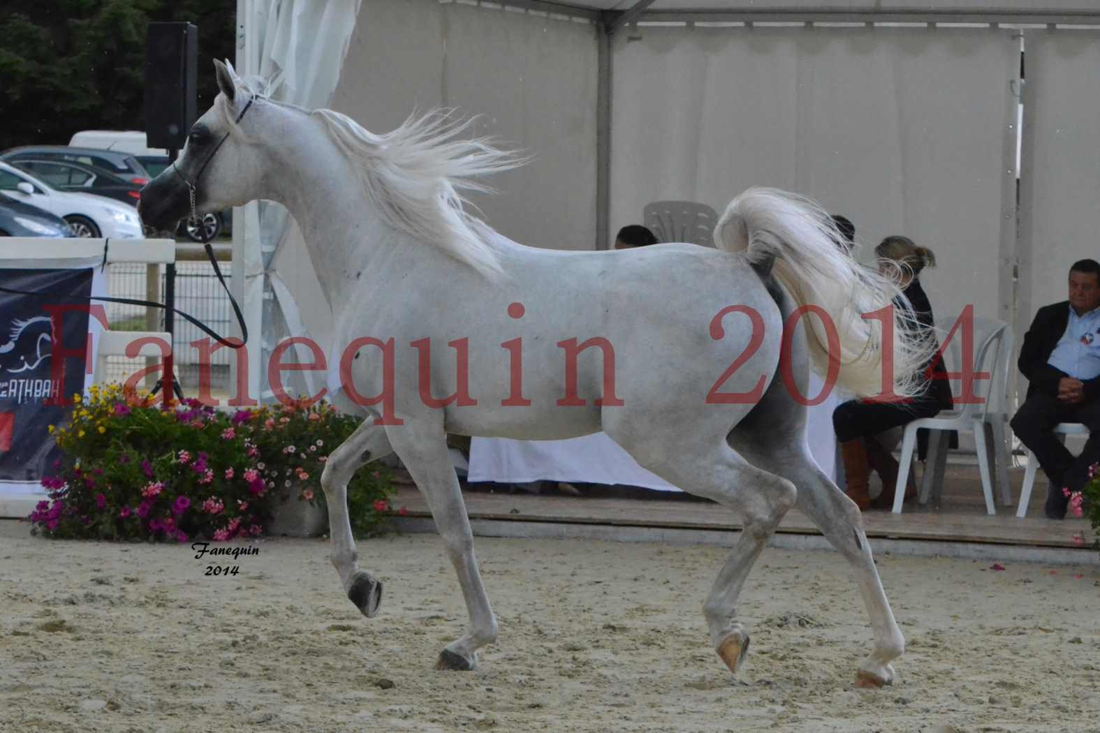 CHAMPIONNAT DE FRANCE 2014 A POMPADOUR - Notre Sélection - FA STARLIGHT - 4