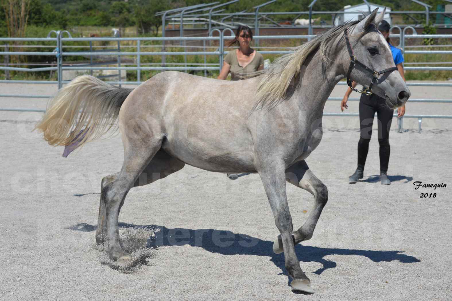 Concours d'Elevage de chevaux Arabes  le 27 juin 2018 à la BOISSIERE - GAZAK D'AURIERES - 03