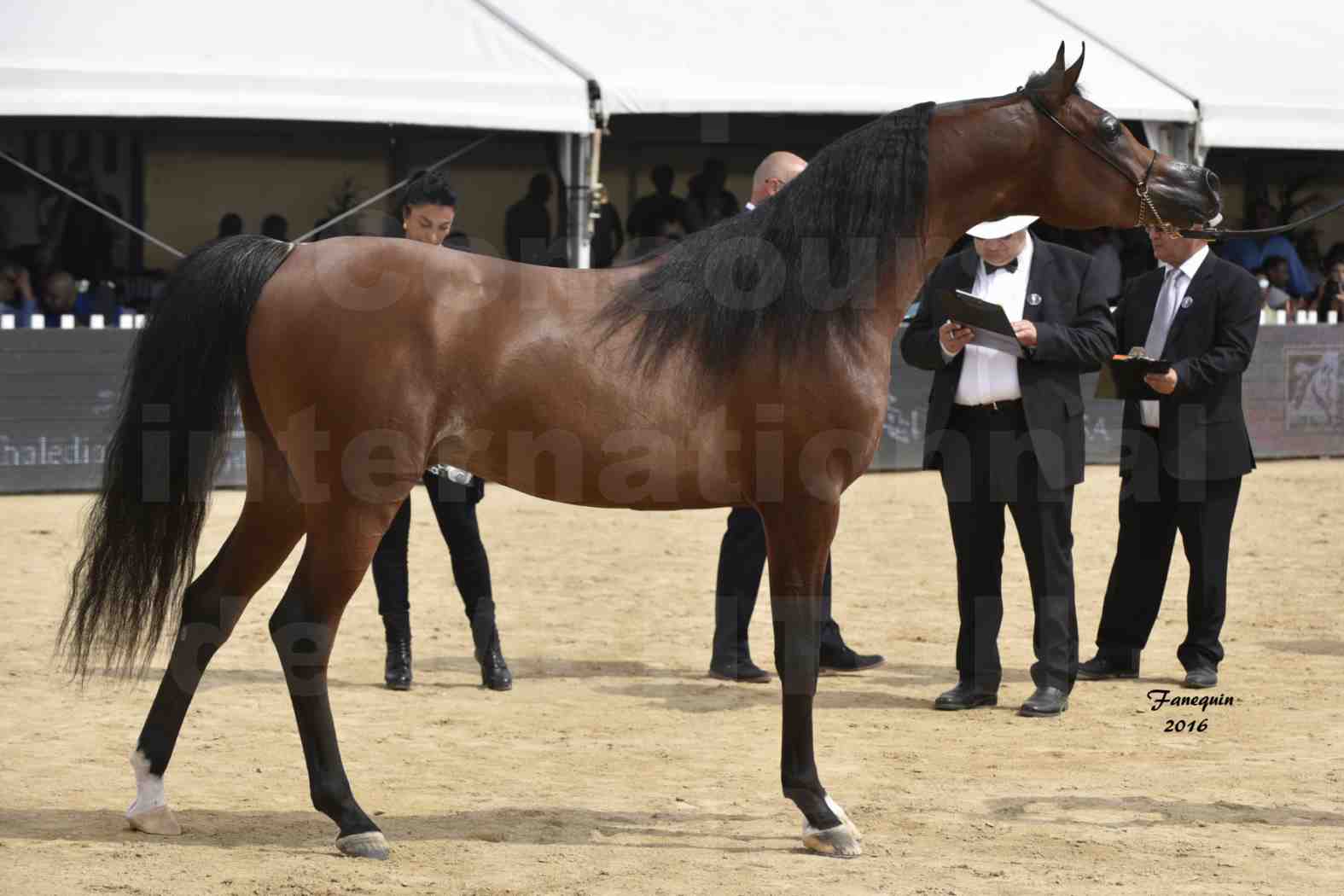 Championnat du pur-sang arabe de la Méditerranée et des pays arabes - MENTON 2016 - GALLARDO J - Notre Sélection - 9