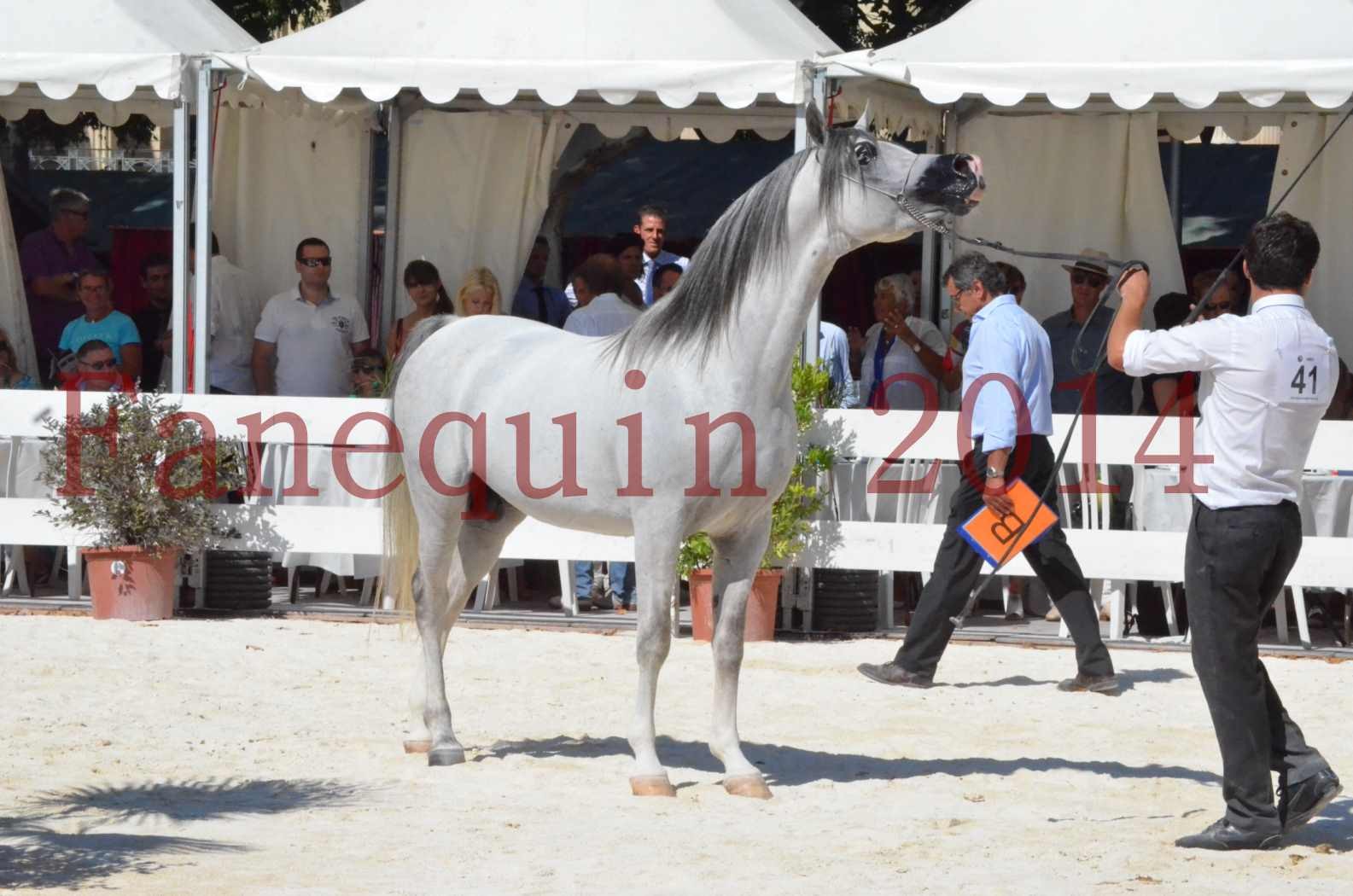 Concours National de Nîmes de chevaux ARABES 2014 - Sélection - SHAOLIN DE NEDJAIA - 77