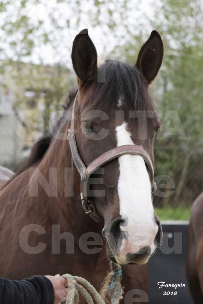 Concours Régional "OCCITANIE" Modèles et Allures de chevaux de trait à REQUISTA en 2018 - PORTRAITS - 15